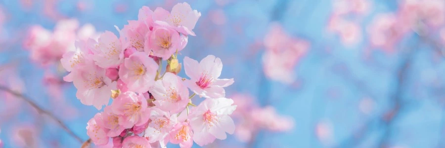 Welcome to BIIBII.CN