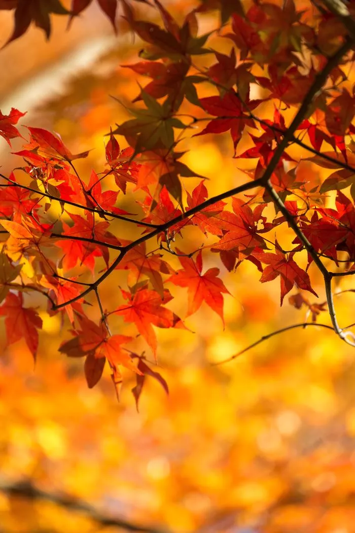 4PLv4Psg=.webp 4PLv4Psg=.webp